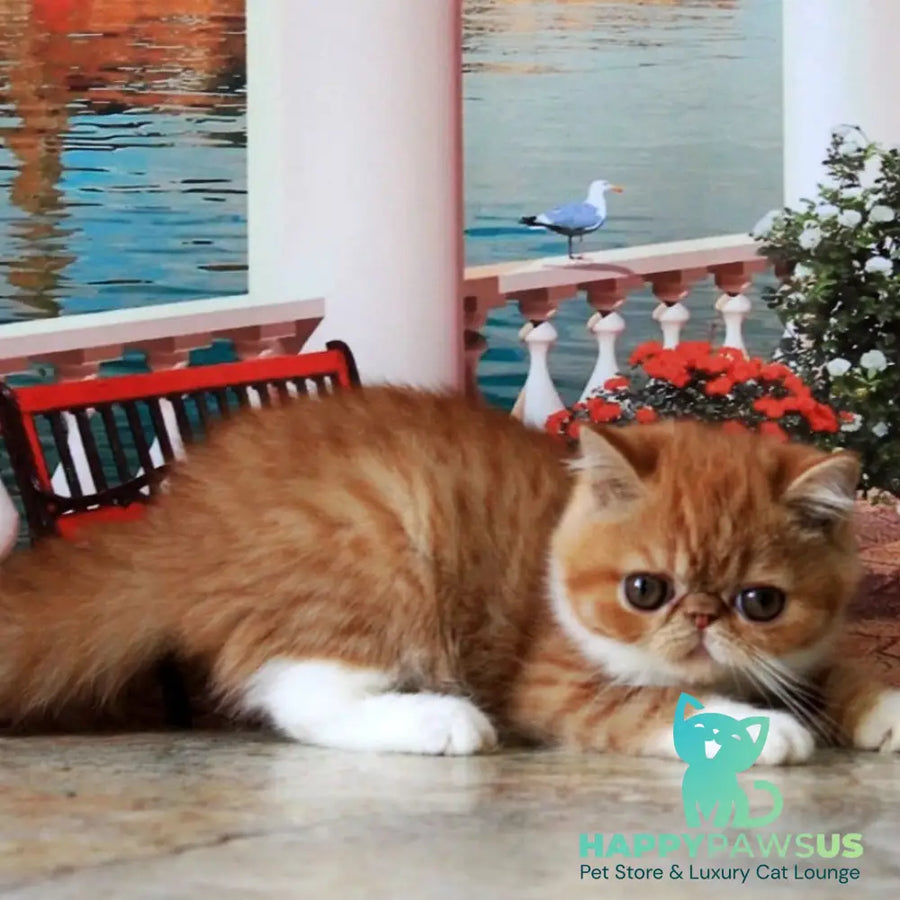 Opium Exotic male red spotted tabby bicolour - live animals