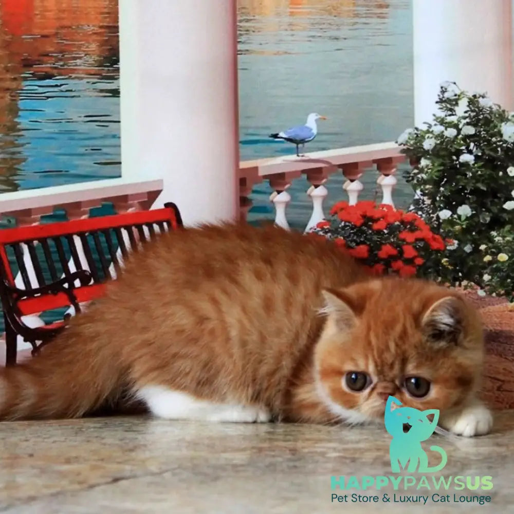 Opium Exotic male red spotted tabby bicolour - live animals