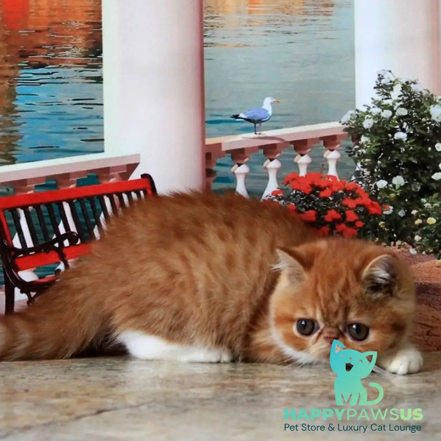 Opium Exotic male red spotted tabby bicolour - live animals