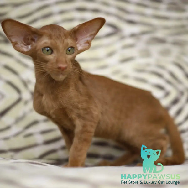 Opium Oriental Shorthair male cinnamon - live animals