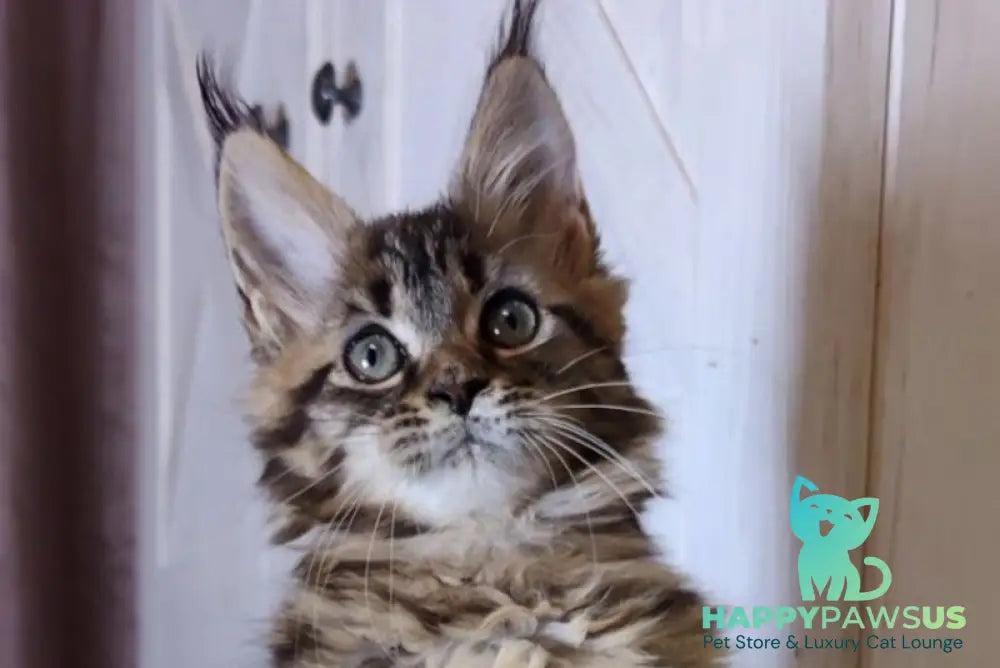 Optima Maine Coon female black tabby live animals