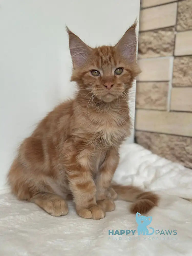 Orange Maine Coon male red live animals