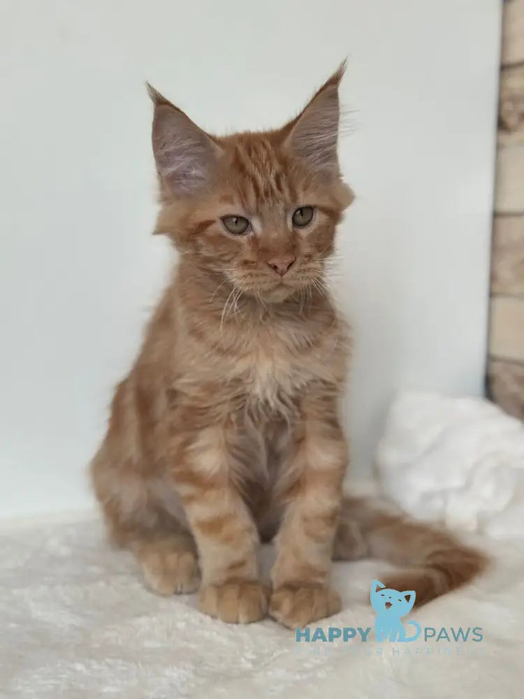 Orange Maine Coon male red live animals