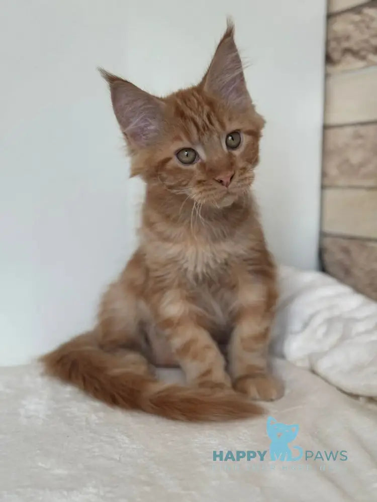 Orange Maine Coon male red live animals
