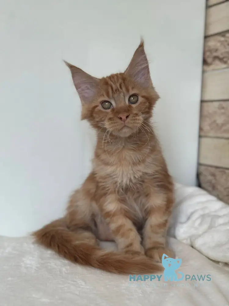 Orange Maine Coon male red live animals