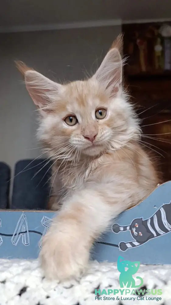 Orange Maine Coon male red silver - live animals