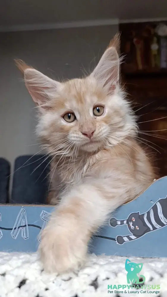Orange Maine Coon male red silver - live animals