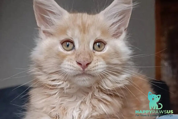 Orange Maine Coon male red silver - live animals