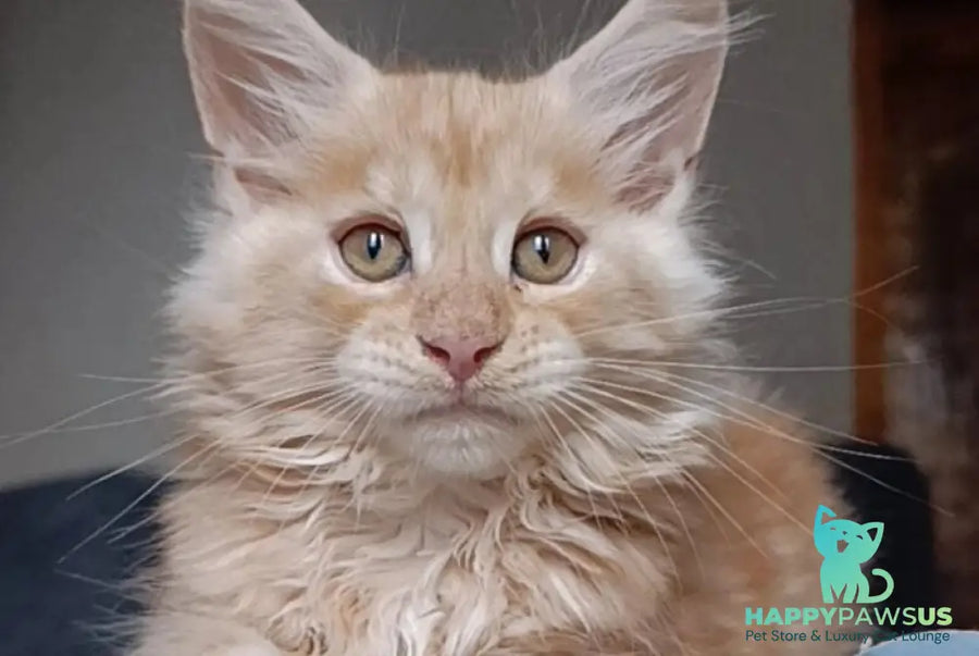 Orange Maine Coon male red silver - live animals
