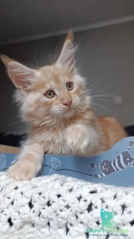 Orange Maine Coon male red silver - live animals