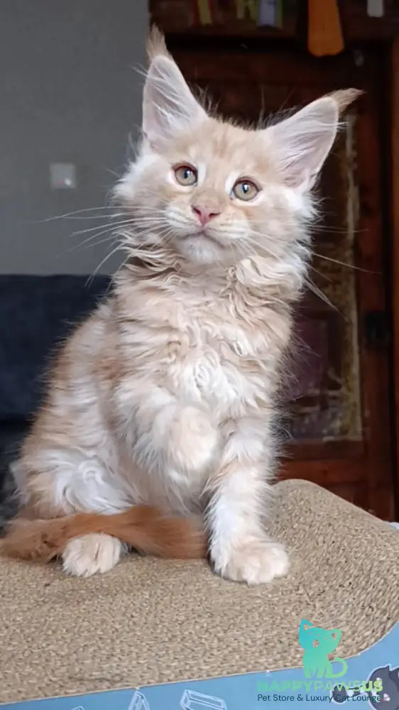 Orange Maine Coon male red silver - live animals