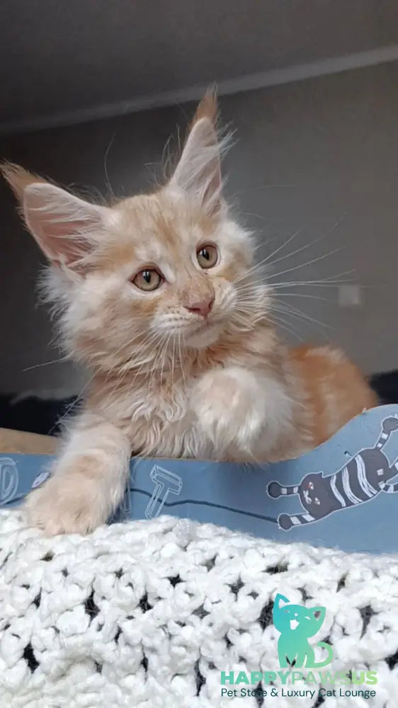 Orange Maine Coon male red silver - live animals