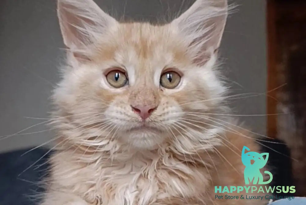 Orange Maine Coon male red silver - live animals