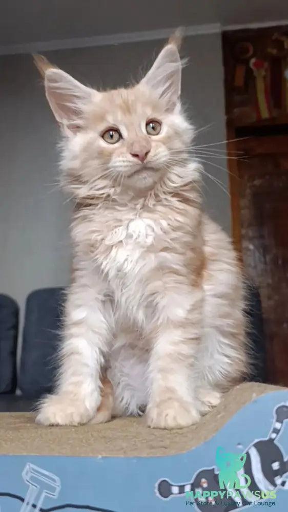 Orange Maine Coon male red silver - live animals