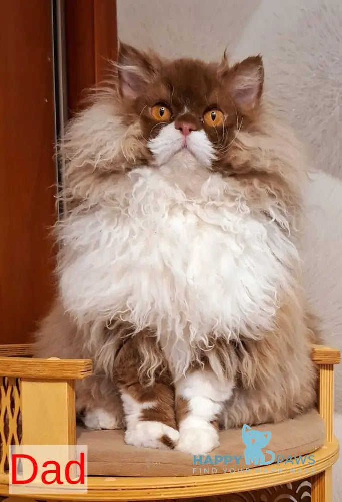 Orange Selkirk Rex male cream bicolour live animals