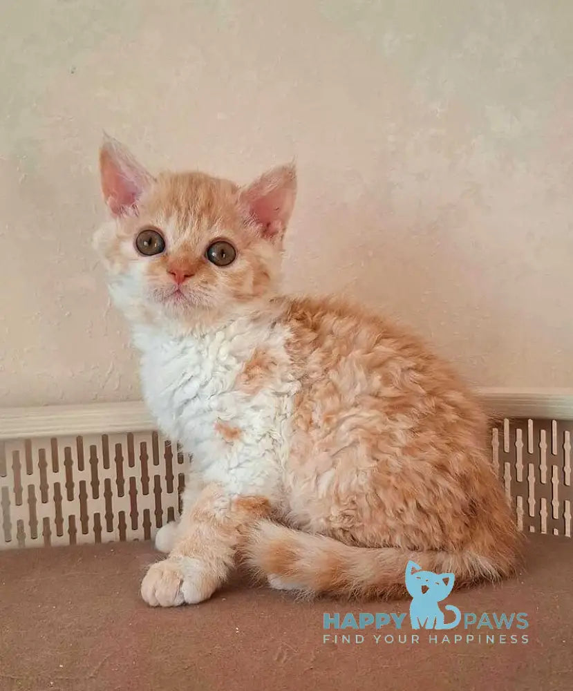 Orange Selkirk Rex male cream bicolour live animals