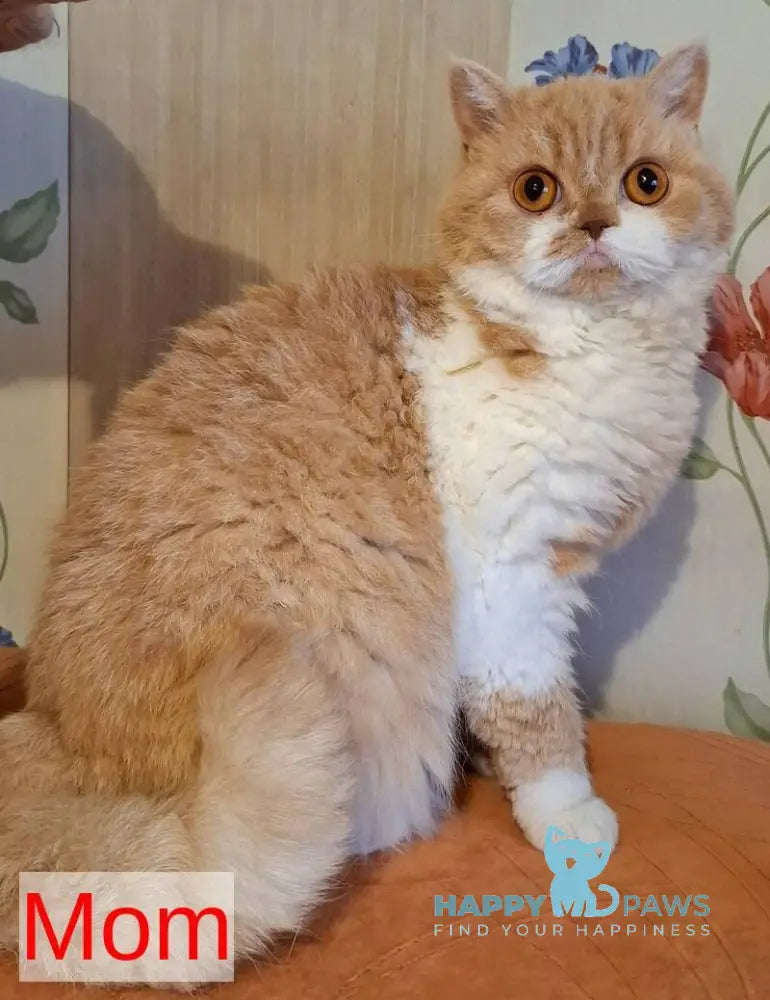 Orange Selkirk Rex male cream bicolour live animals