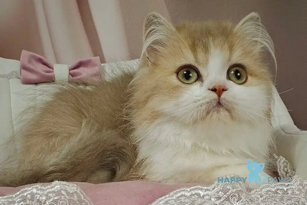 Orbit British Longhair male lilac golden shaded bicolour live animals