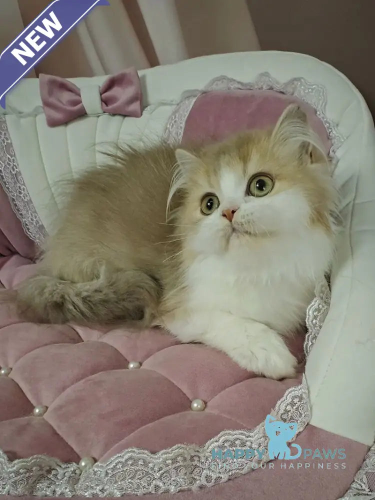 Orbit British Longhair male lilac golden shaded bicolour live animals