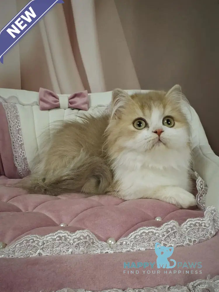 Orbit British Longhair male lilac golden shaded bicolour live animals