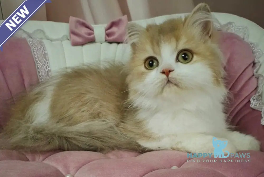 Orbit British Longhair male lilac golden shaded bicolour live animals
