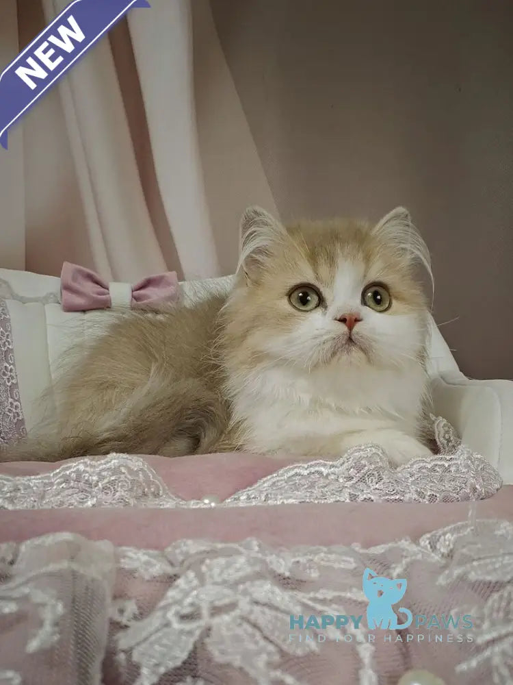 Orbit British Longhair male lilac golden shaded bicolour live animals
