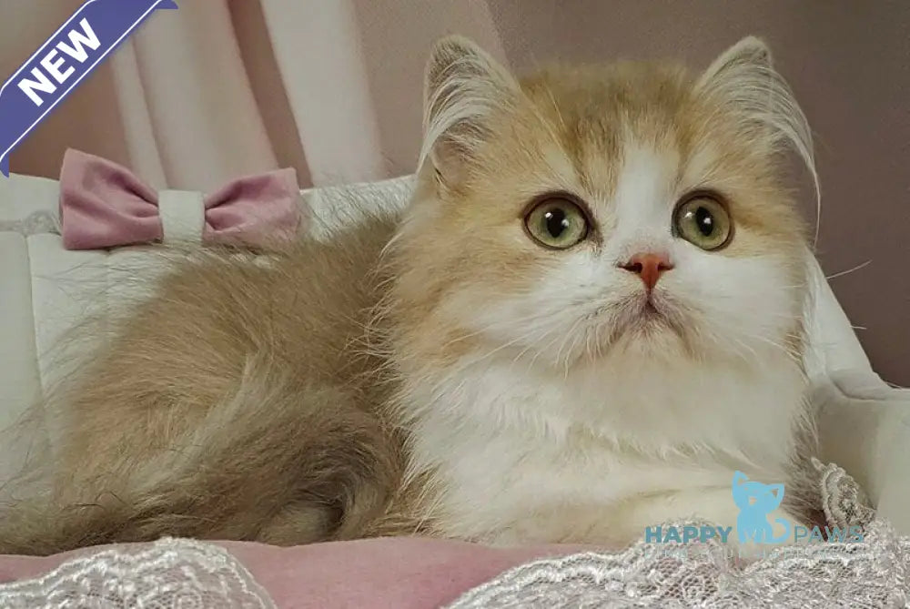 Orbit British Longhair male lilac golden shaded bicolour live animals