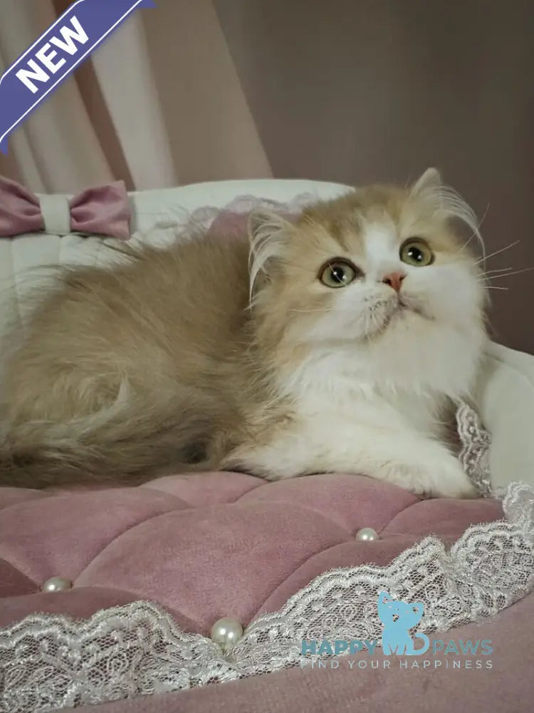 Orbit British Longhair male lilac golden shaded bicolour live animals