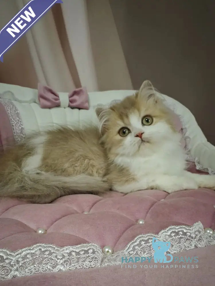 Orbit British Longhair male lilac golden shaded bicolour live animals