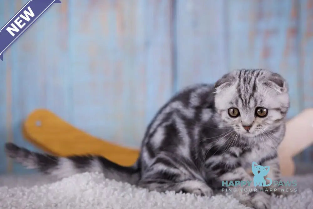 Orbit Scottish Fold male black silver tabby live animals