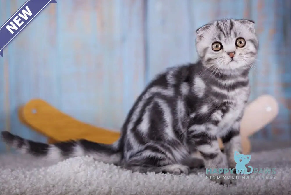 Orbit Scottish Fold male black silver tabby live animals