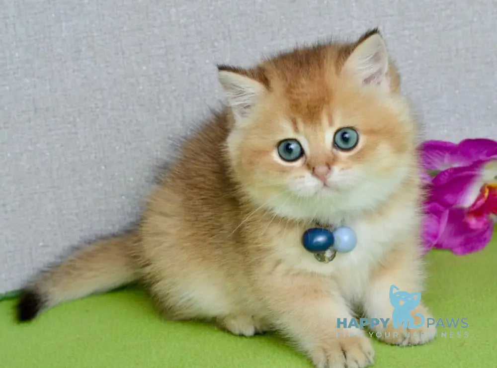 Orchid British Shorthair female black golden shaded live animals