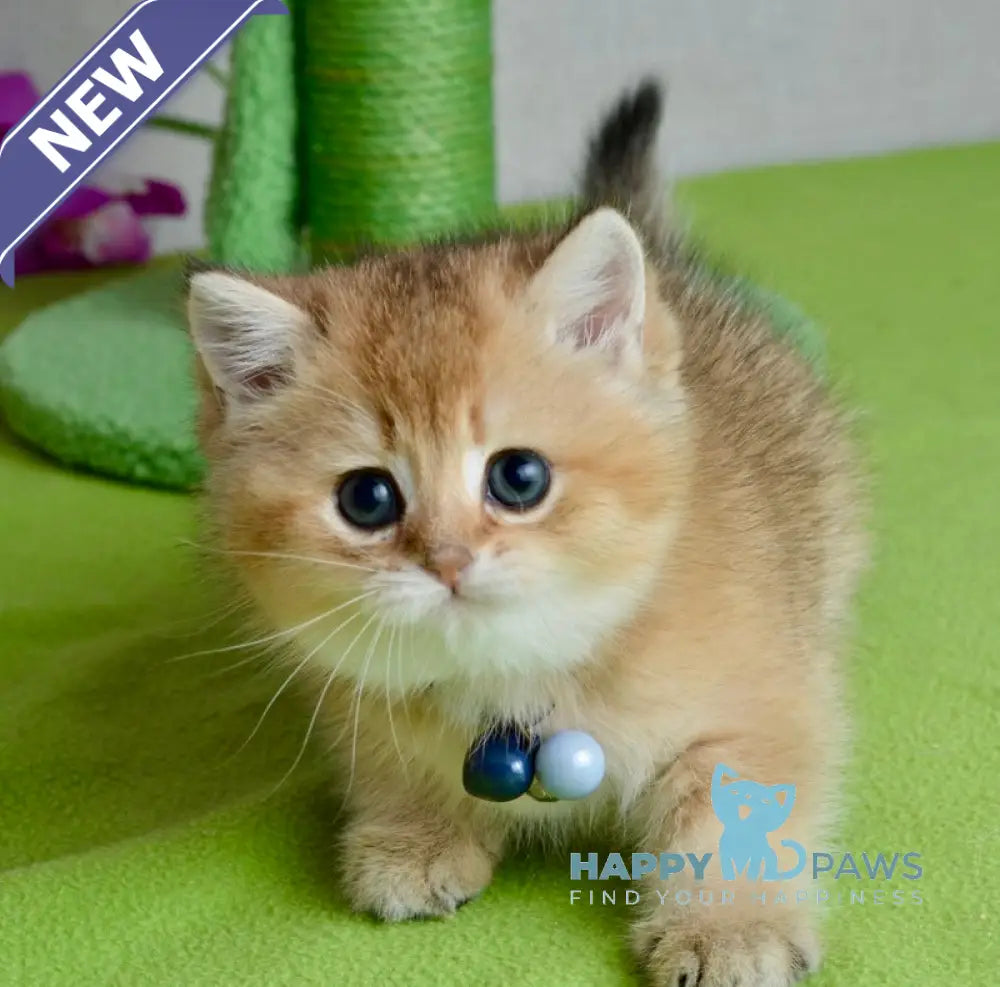 Orchid British Shorthair female black golden shaded live animals
