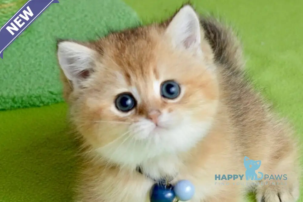 Orchid British Shorthair female black golden shaded live animals