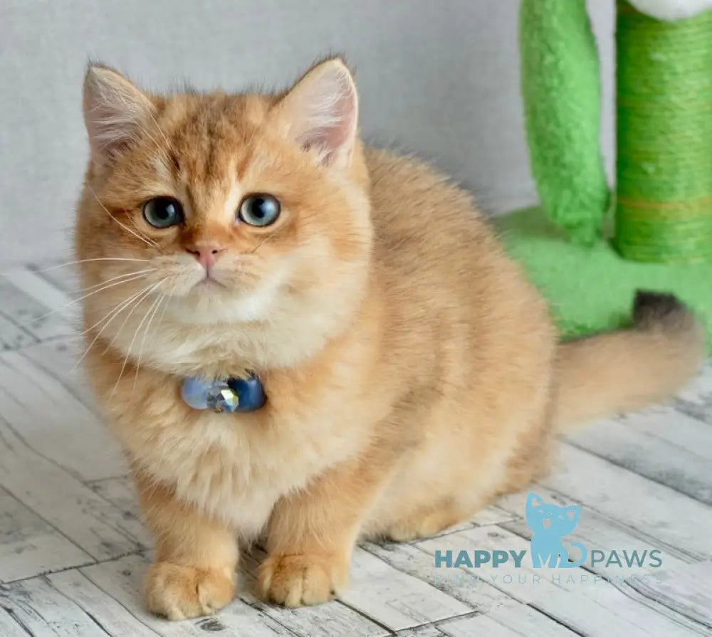 Orchid British Shorthair female black golden shaded live animals