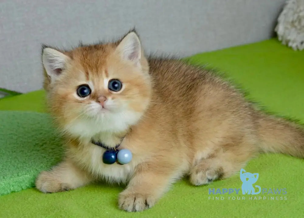 Orchid British Shorthair female black golden shaded live animals