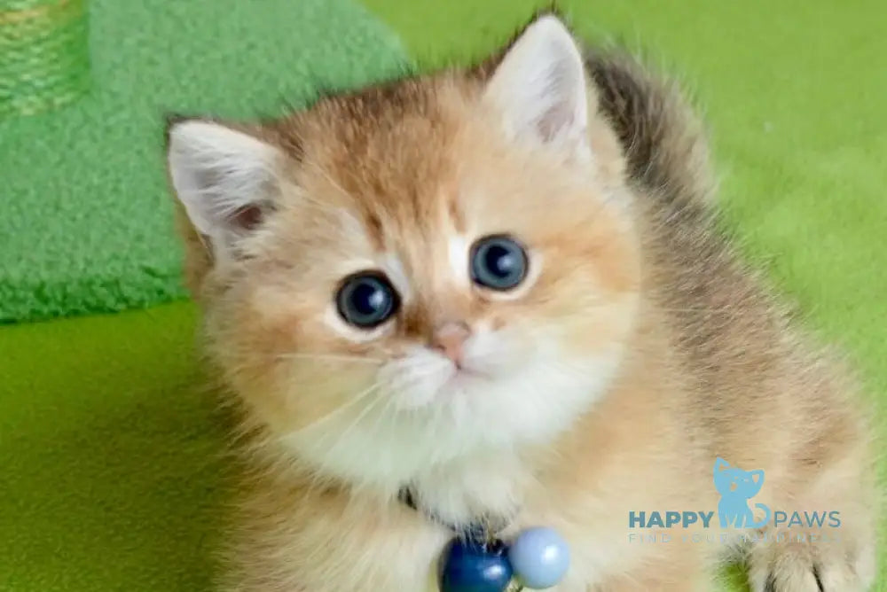 Orchid British Shorthair female black golden shaded live animals