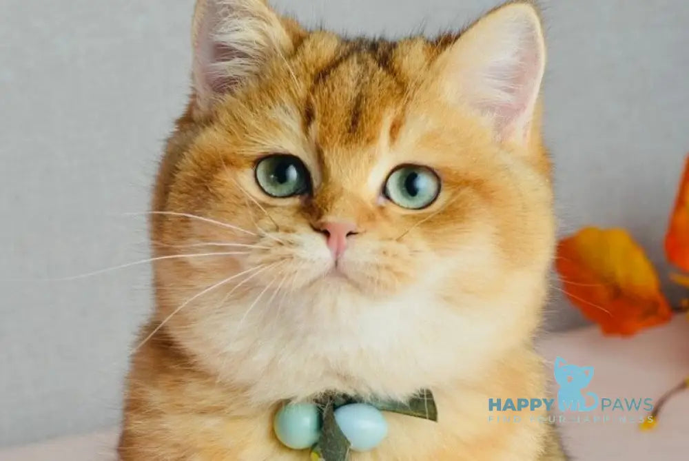 Orchid British Shorthair female black golden shaded live animals