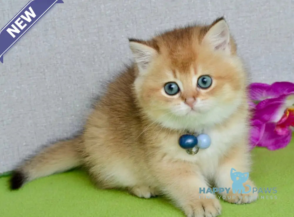 Orchid British Shorthair female black golden shaded live animals