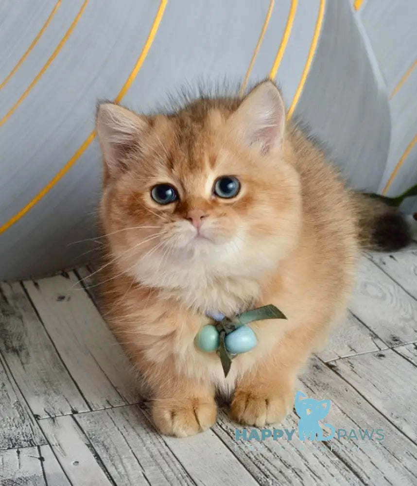 Orchid British Shorthair female black golden shaded live animals