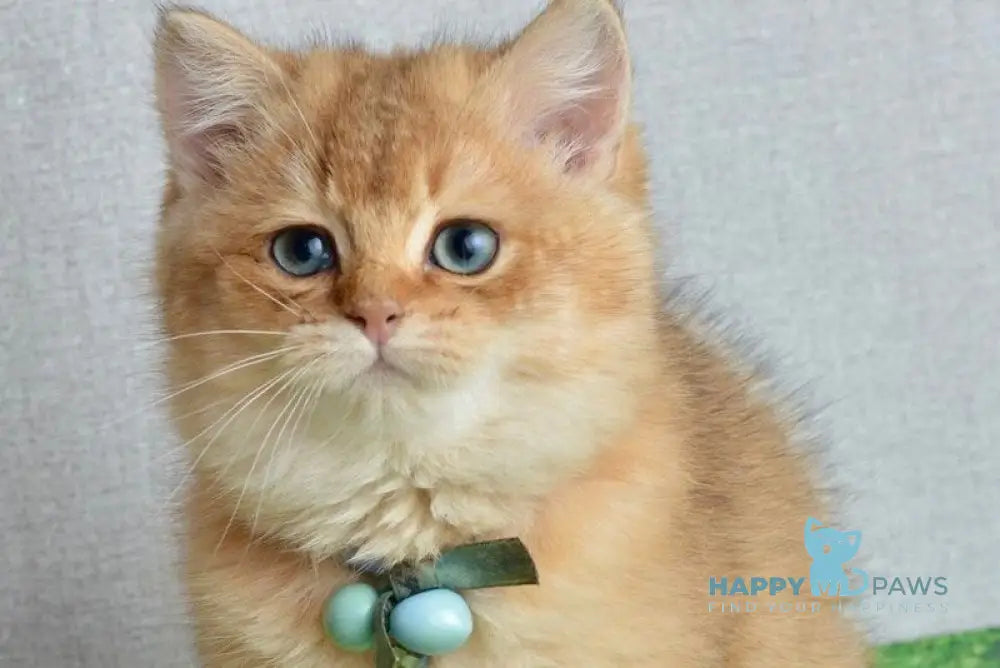 Orchid British Shorthair female black golden shaded live animals