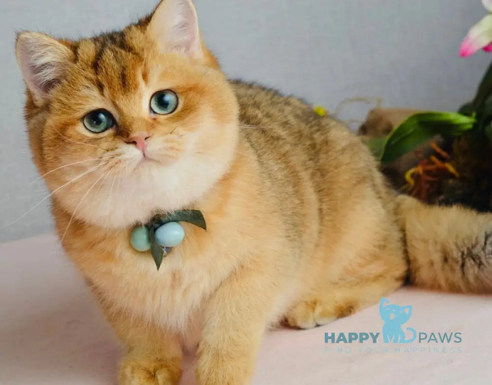 Orchid British Shorthair female black golden shaded live animals