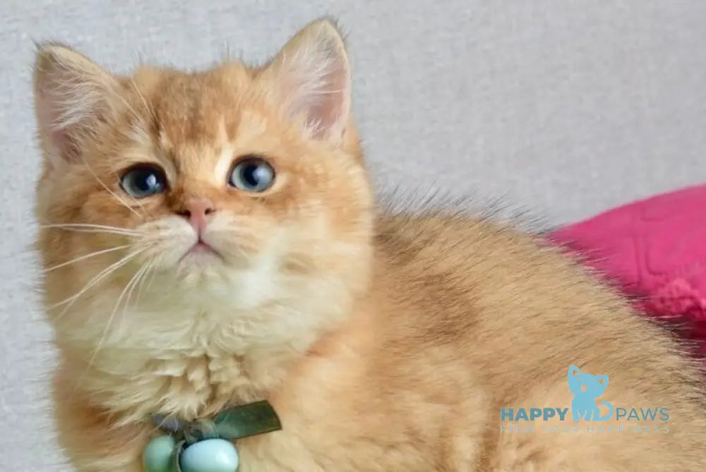 Orchid British Shorthair female black golden shaded live animals