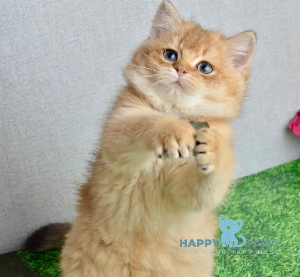 Orchid British Shorthair female black golden shaded live animals