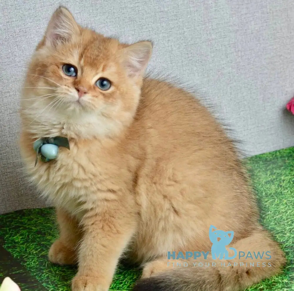 Orchid British Shorthair female black golden shaded live animals