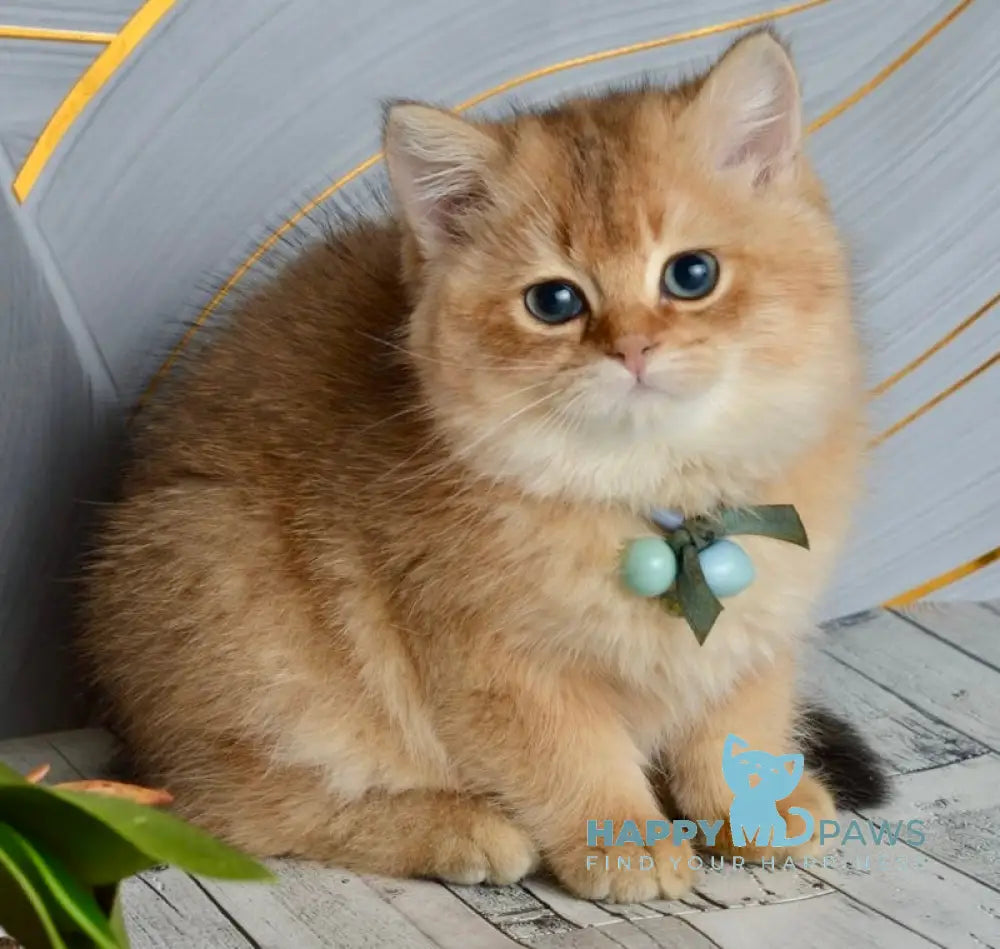 Orchid British Shorthair female black golden shaded live animals