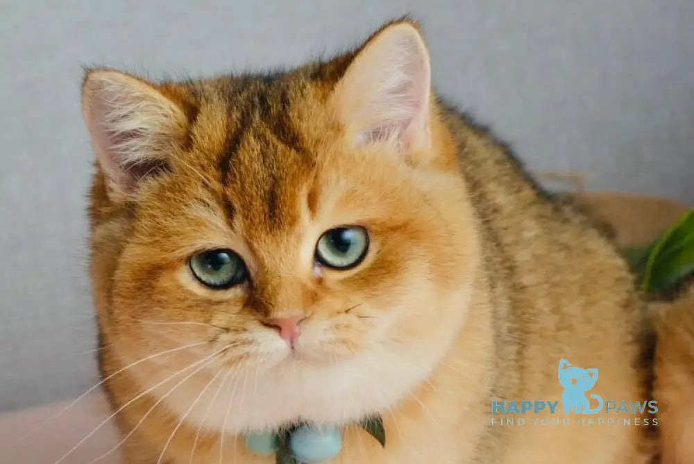 Orchid British Shorthair female black golden shaded live animals