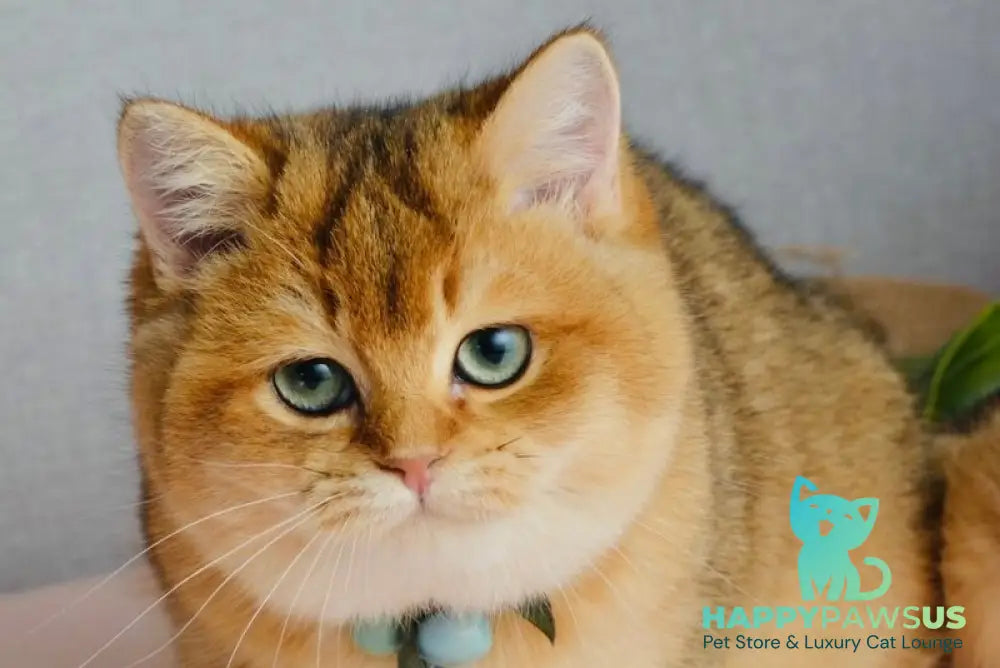 Orchid British Shorthair female black golden shaded live animals