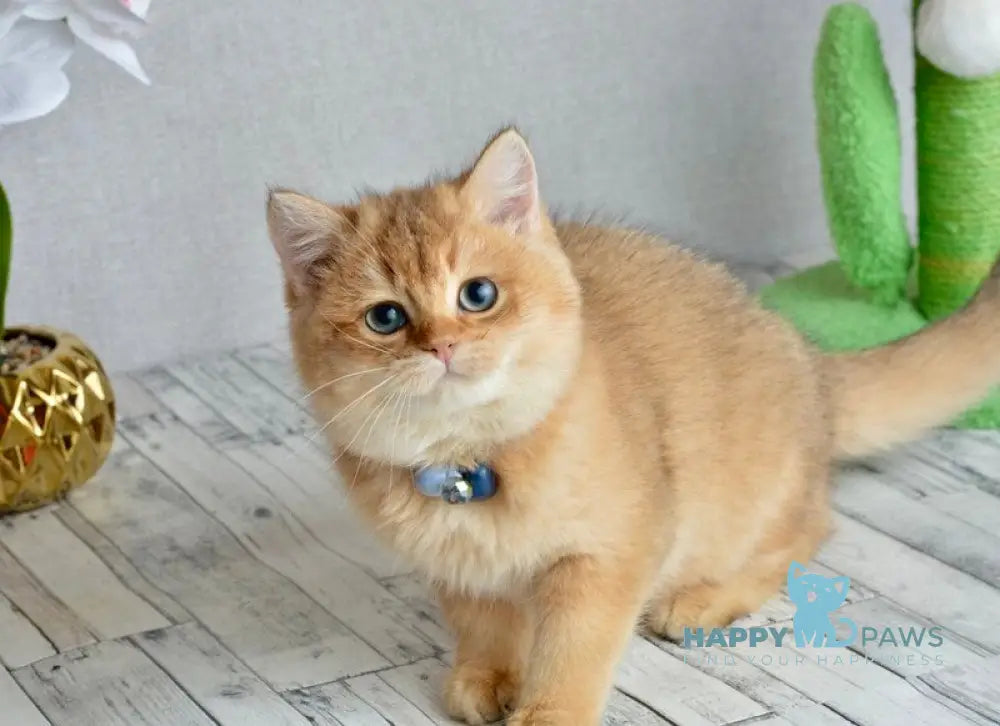 Orchid British Shorthair female black golden shaded live animals