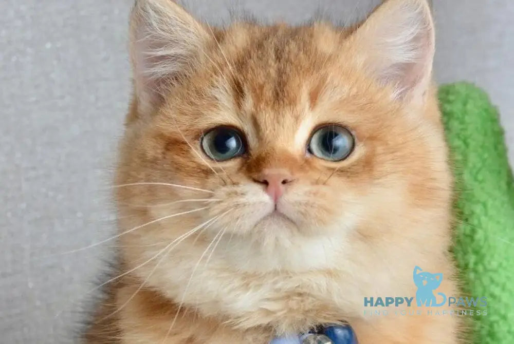 Orchid British Shorthair female black golden shaded live animals